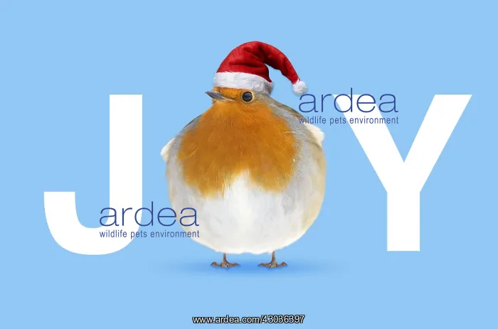  : Fat Robin wearing Christmas hat, JOY Fat Robin