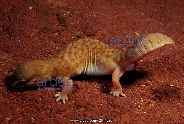 : Fat-tailed gecko : Fat-tailed gecko
