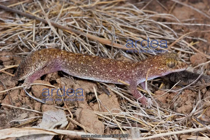 : Fat-tailed Gecko : Fat-tailed Gecko