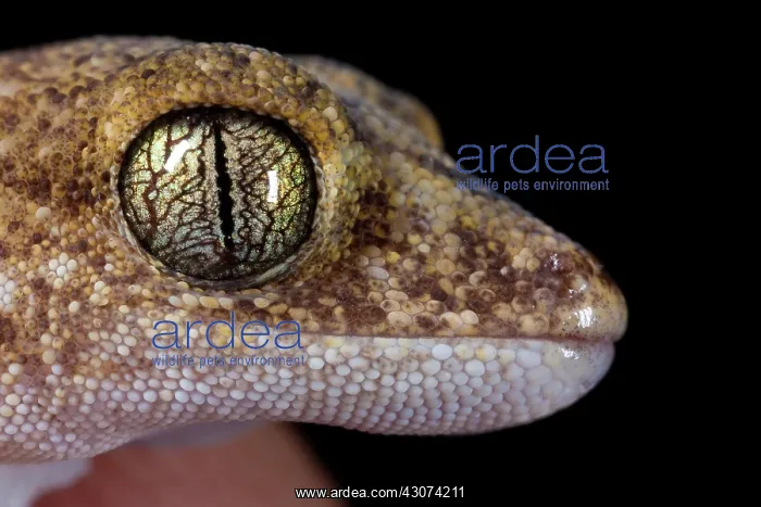 : Fat-tailed Gecko : Fat-tailed Gecko