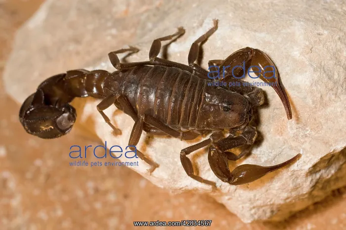 : Fat tailed Scorpion : Fat tailed Scorpion