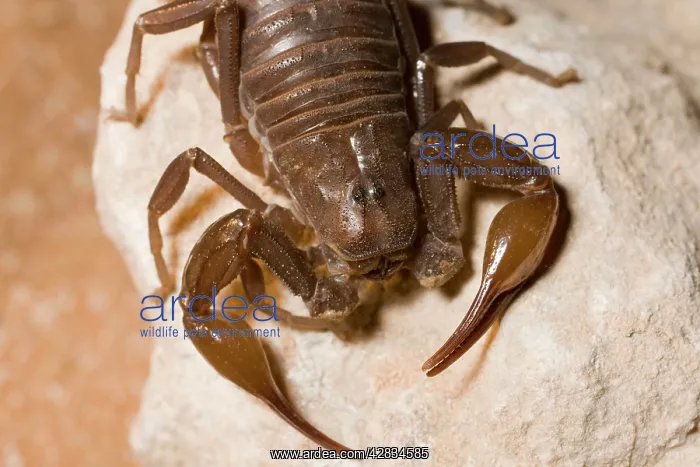 : Fat tailed Scorpion : Fat tailed Scorpion