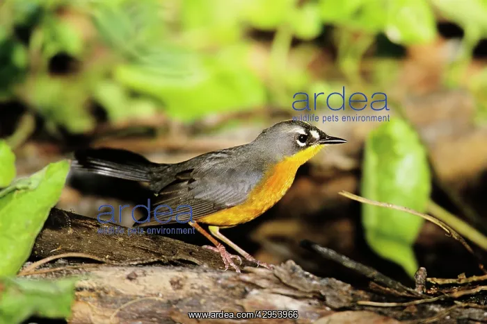 : Fat-tailed Warbler : Fat-tailed Warbler