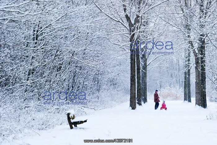: Father and child with sledge in snow-covered forest : Father and child with sledge in snow-covered forest