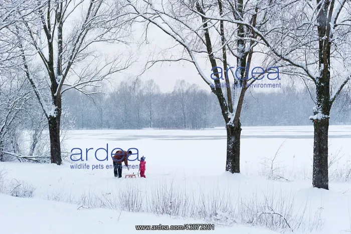 : Father and child with sledge in snow-covered forest : Father and child with sledge in snow-covered forest