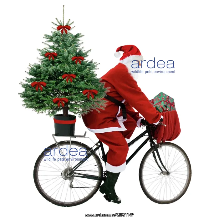 : Father Christmas : Father Christmas