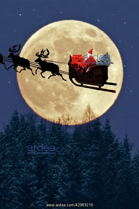 : Father Christmas : Father Christmas
