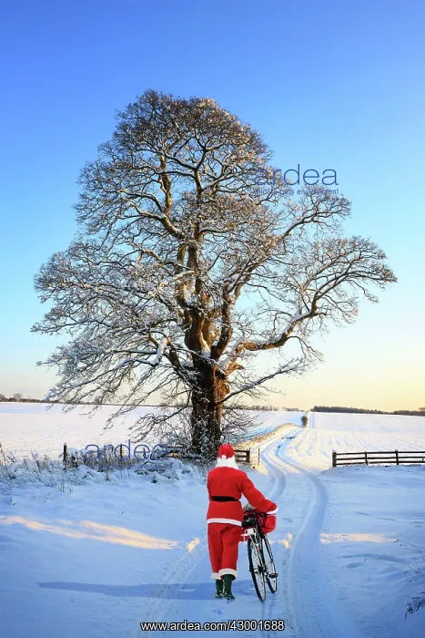 : Father Christmas : Father Christmas