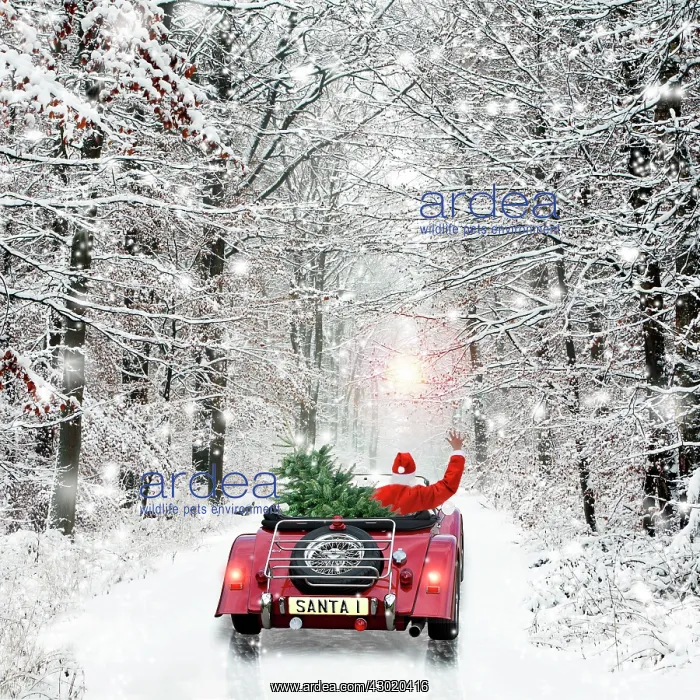 : Father Christmas : Father Christmas