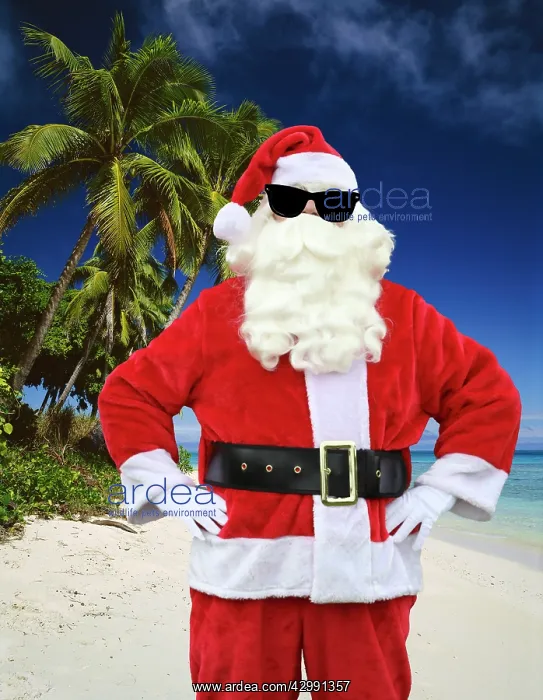 : Father Christmas, on the beach with palm trees wearing : Father Christmas, on the beach with palm trees wearing