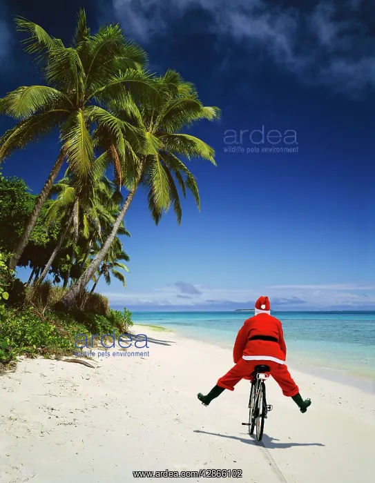 : Father Christmas - on bicycle : Father Christmas - on bicycle
