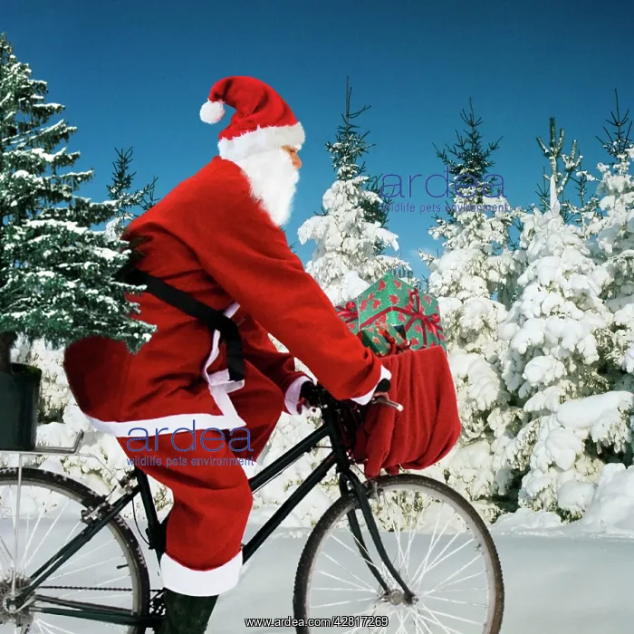 : Father Christmas - on bicycle cycling past Fir : Father Christmas - on bicycle cycling past Fir