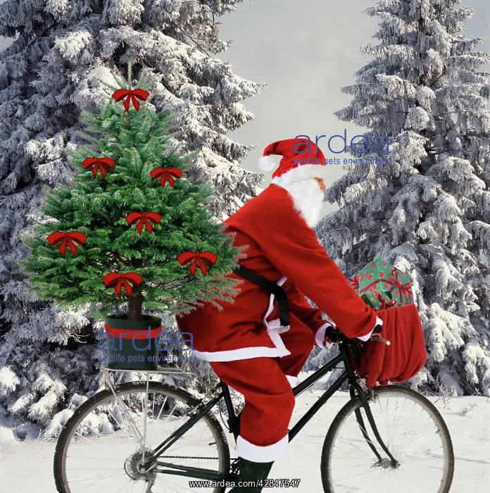 : Father Christmas - on bicycle cycling past Fir : Father Christmas - on bicycle cycling past Fir