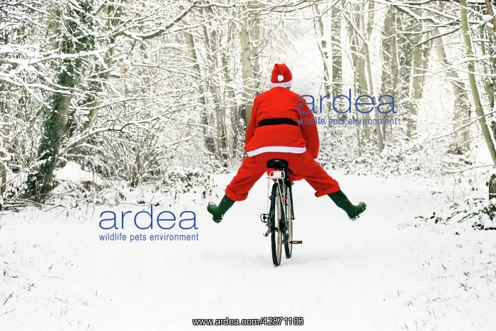  : Father Christmas - on a bicycle, freewheeling