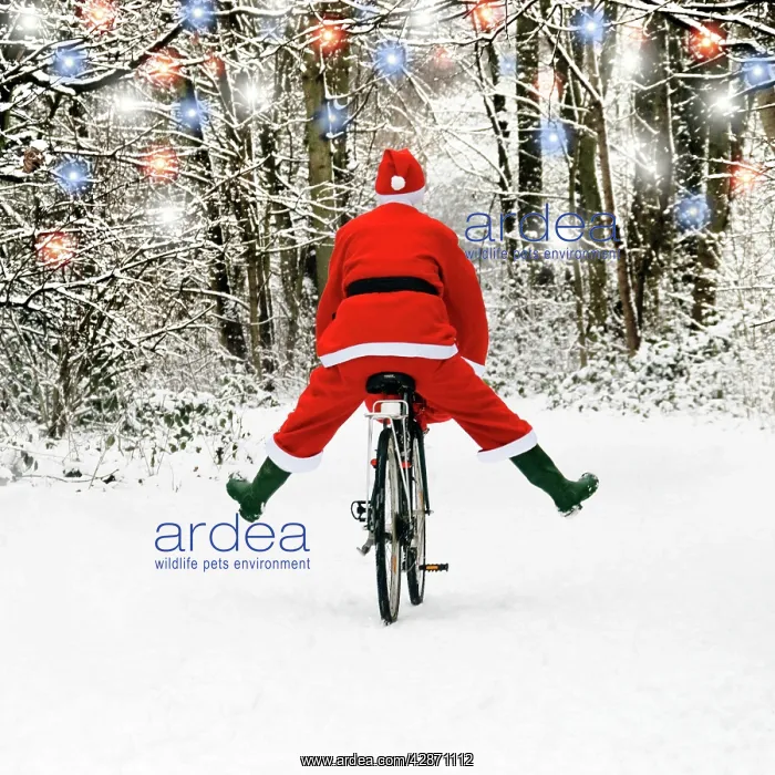  : Father Christmas - on a bicycle, freewheeling