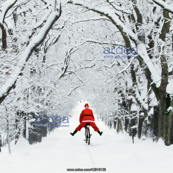 : Father Christmas - on a bicycle - in snow covered : Father Christmas - on a bicycle - in snow covered