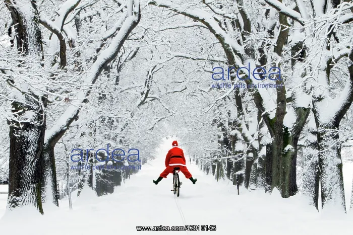 : Father Christmas - on a bicycle - in snow covered : Father Christmas - on a bicycle - in snow covered