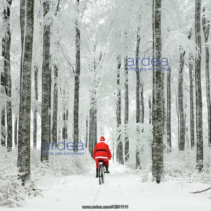 : Father Christmas - on a bicycle - in snow covered : Father Christmas - on a bicycle - in snow covered
