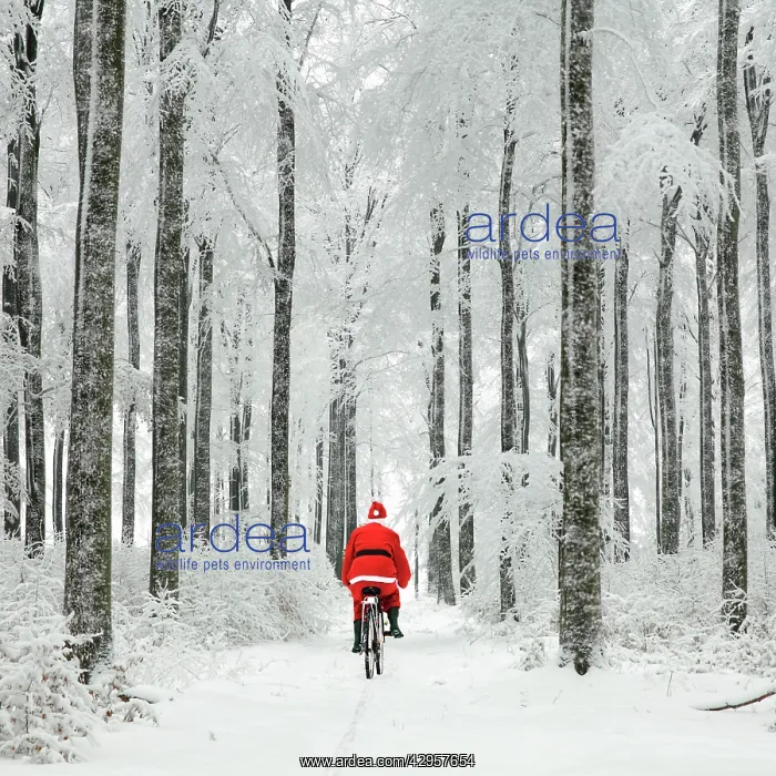 : Father Christmas - on a bicycle - in snow covered : Father Christmas - on a bicycle - in snow covered