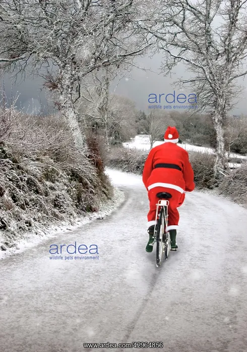 : Father Christmas - on bicycle in winter snow scene : Father Christmas - on bicycle in winter snow scene