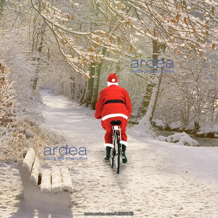 : Father Christmas - cycling through frosty Winter Scene : Father Christmas - cycling through frosty Winter Scene
