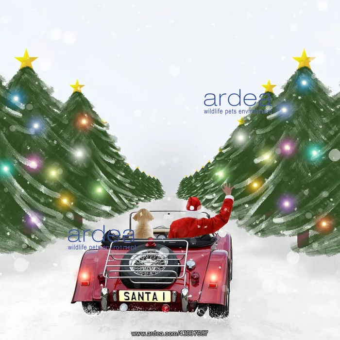 : Father Christmas with Dog driving car through festive : Father Christmas with Dog driving car through festive