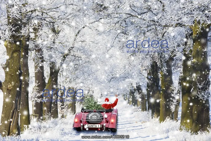 : Father Christmas driving through Oak trees covered : Father Christmas driving through Oak trees covered