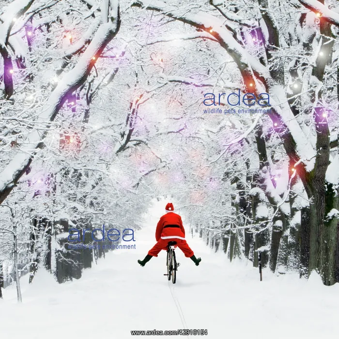 : Father Christmas riding through avenue in winter : Father Christmas riding through avenue in winter