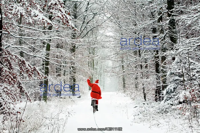 : Father Christmas - riding bicycle through beech : Father Christmas - riding bicycle through beech