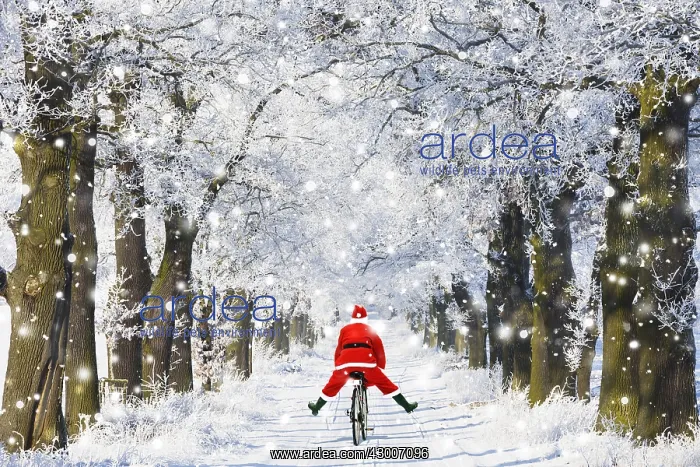 : Father Christmas riding bicycle through Oak trees : Father Christmas riding bicycle through Oak trees
