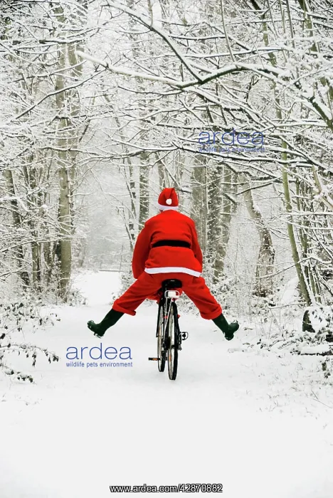 : Father Christmas - riding bicycle in snowy woodland path : Father Christmas - riding bicycle in snowy woodland path