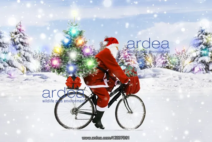 : Father Christmas riding bicycle through winter snow scene : Father Christmas riding bicycle through winter snow scene