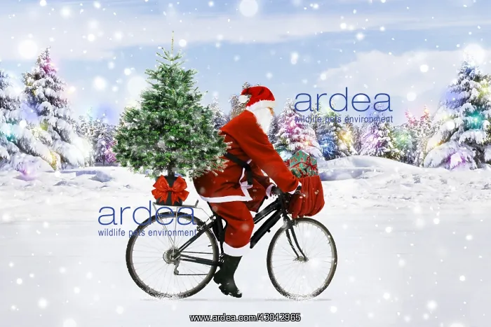 : Father Christmas riding bicycle through winter snow scene : Father Christmas riding bicycle through winter snow scene