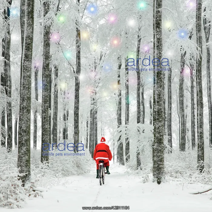 : Father Christmas riding through woodland covered : Father Christmas riding through woodland covered