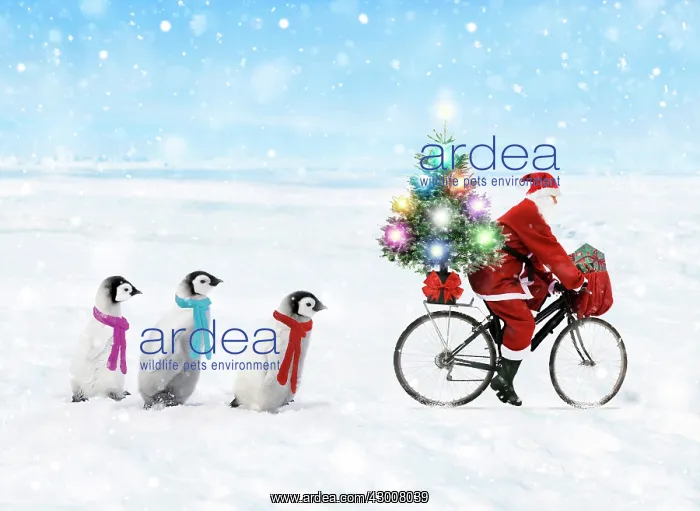 : Father Christmas / Santa Claus cycling with a line : Father Christmas / Santa Claus cycling with a line