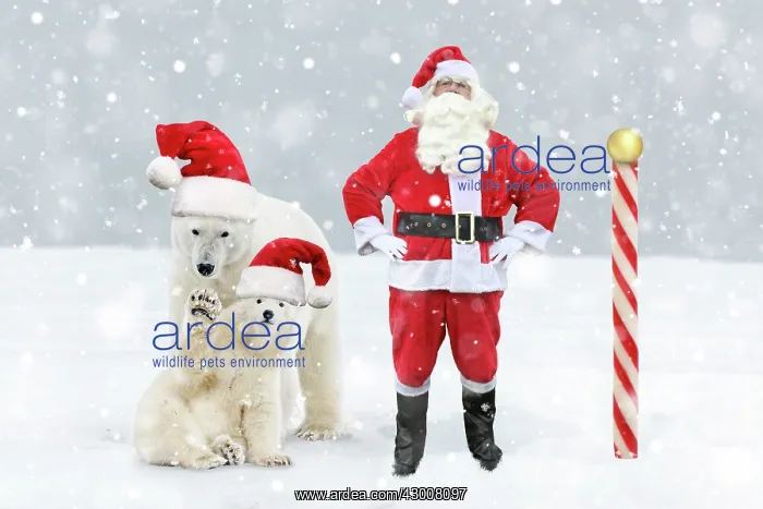 : Father Christmas / Santa Claus at the North Pole : Father Christmas / Santa Claus at the North Pole