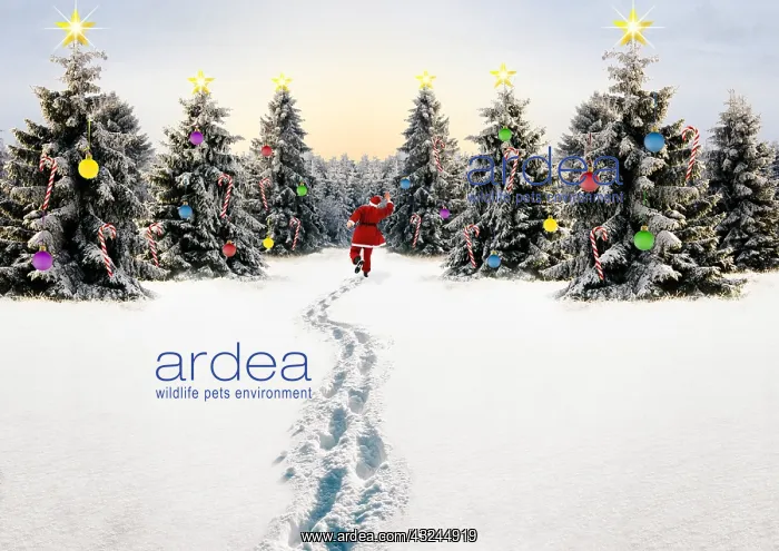 : Father Christmas / Santa Claus skipping through : Father Christmas / Santa Claus skipping through