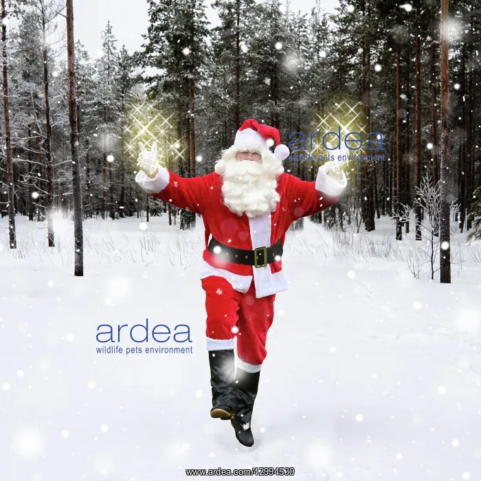 : Father Christmas / Santa Claus waking through snow : Father Christmas / Santa Claus waking through snow