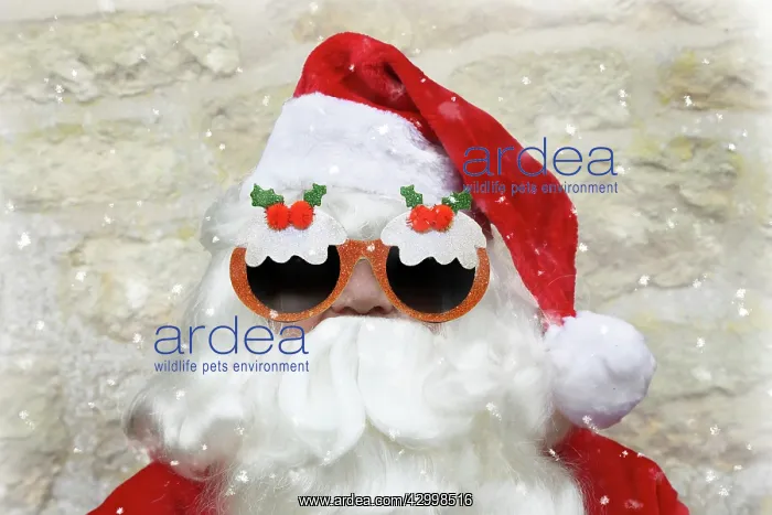  : Father Christmas  /  Santa Claus, wearing Christmas