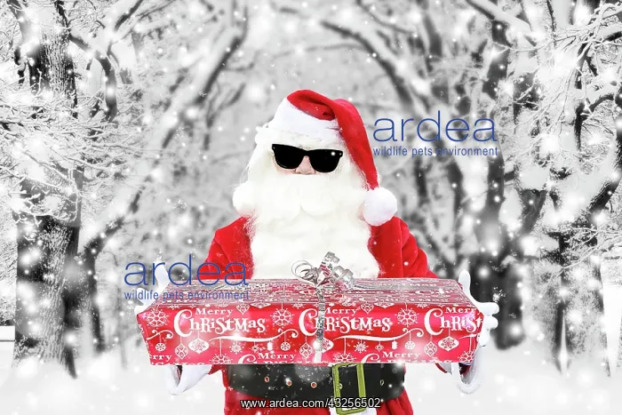  : Father Christmas  /  Santa Claus wearing sunglasses