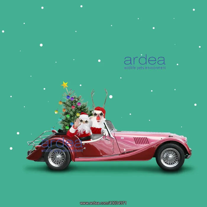 : Father Christmas / Santa driving car with Rudolf : Father Christmas / Santa driving car with Rudolf