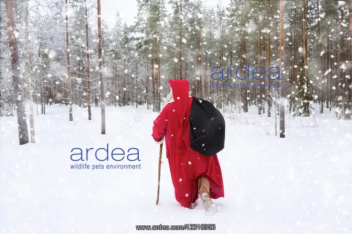 : Father Christmas / Santa waking through snow landscape : Father Christmas / Santa waking through snow landscape