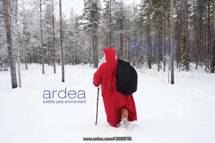 : Father Christmas / Santa waking through snow landscape w : Father Christmas / Santa waking through snow landscape w