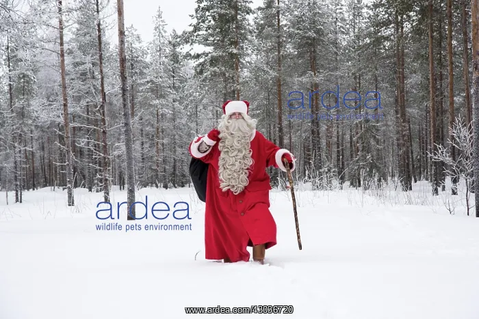 : Father Christmas / Santa waking through snow landscape w : Father Christmas / Santa waking through snow landscape w
