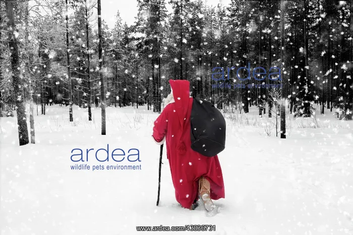 : Father Christmas / Santa waking through snow landscape w : Father Christmas / Santa waking through snow landscape w