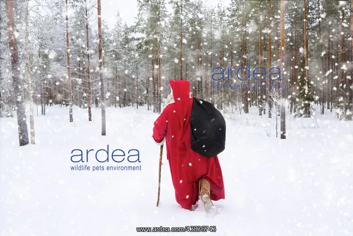 : Father Christmas / Santa waking through snow landscape w : Father Christmas / Santa waking through snow landscape w