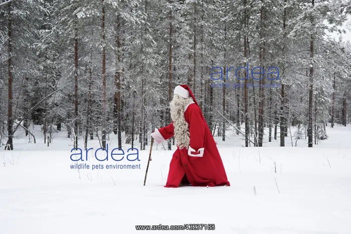 : Father Christmas / Santa waking through snow landscape w : Father Christmas / Santa waking through snow landscape w
