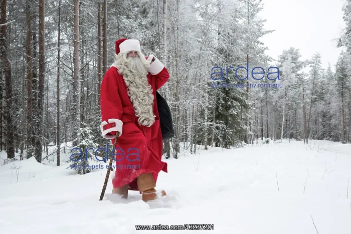 : Father Christmas / Santa waking through snow landscape w : Father Christmas / Santa waking through snow landscape w