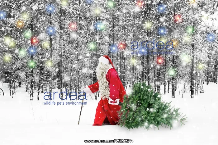 : Father Christmas Santa waking through snow landscape wit : Father Christmas Santa waking through snow landscape wit
