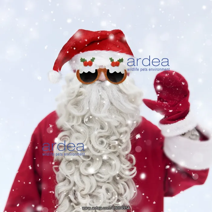 : Father Christmas / Santa waving wearing Christmas : Father Christmas / Santa waving wearing Christmas